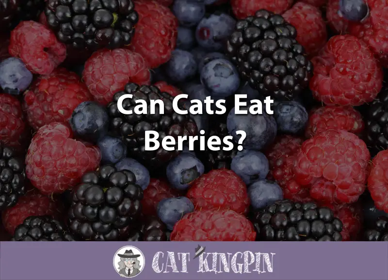 Can Cats Eat Berries