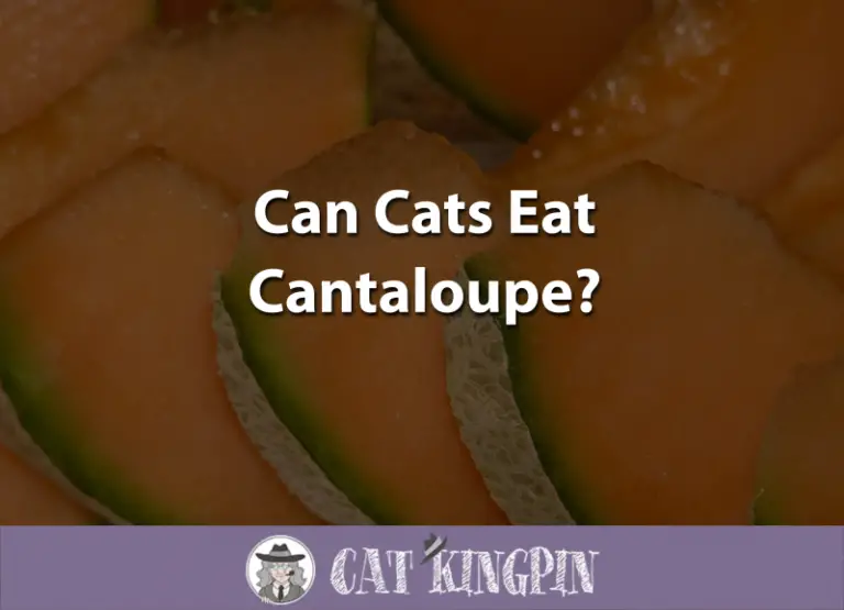 Can Cats Eat Cantaloupe?
