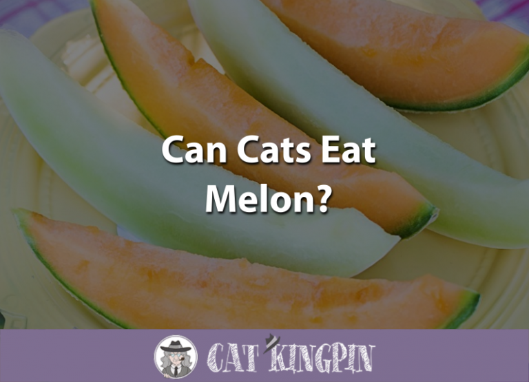 Can Cats Eat Melon?