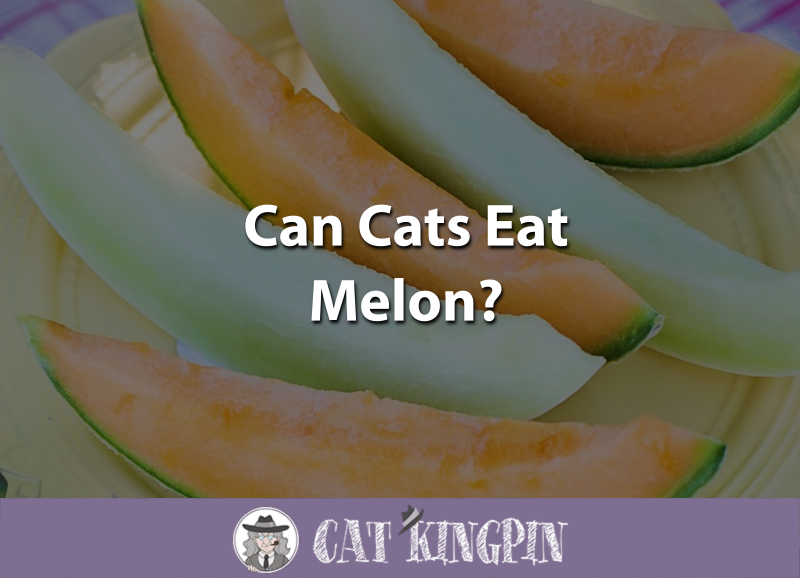 Can Cats Eat Melon