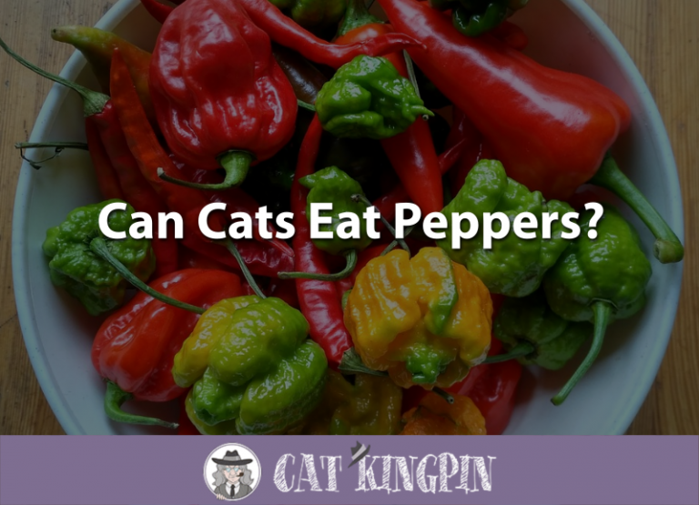 Can Cats Eat Peppers?