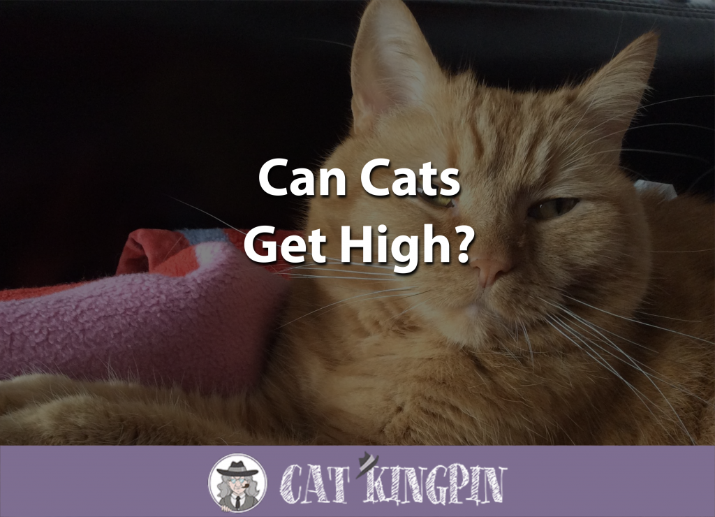 Can Cats Get High