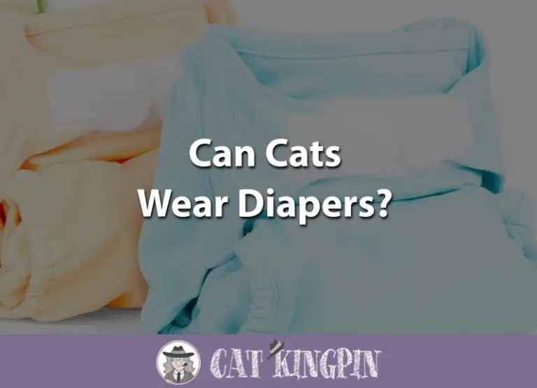 Can Cats Wear Diapers?