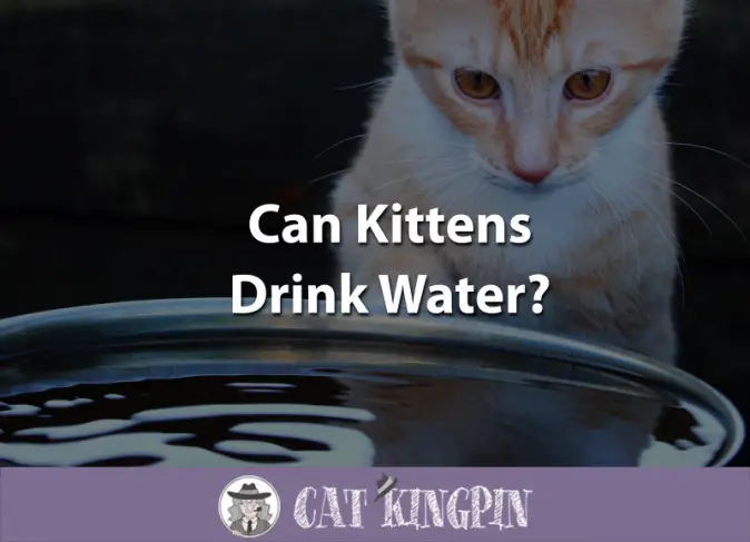 Can Kittens Drink Water? - Cat Kingpin