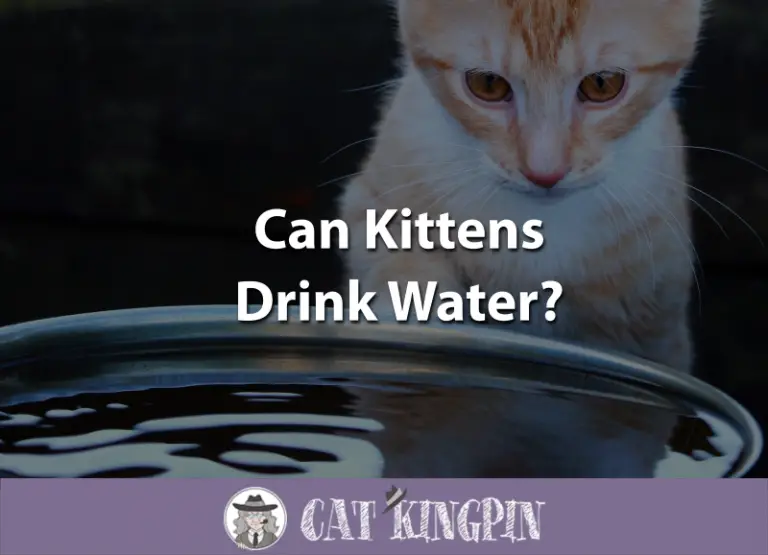 Can Kittens Drink Water?