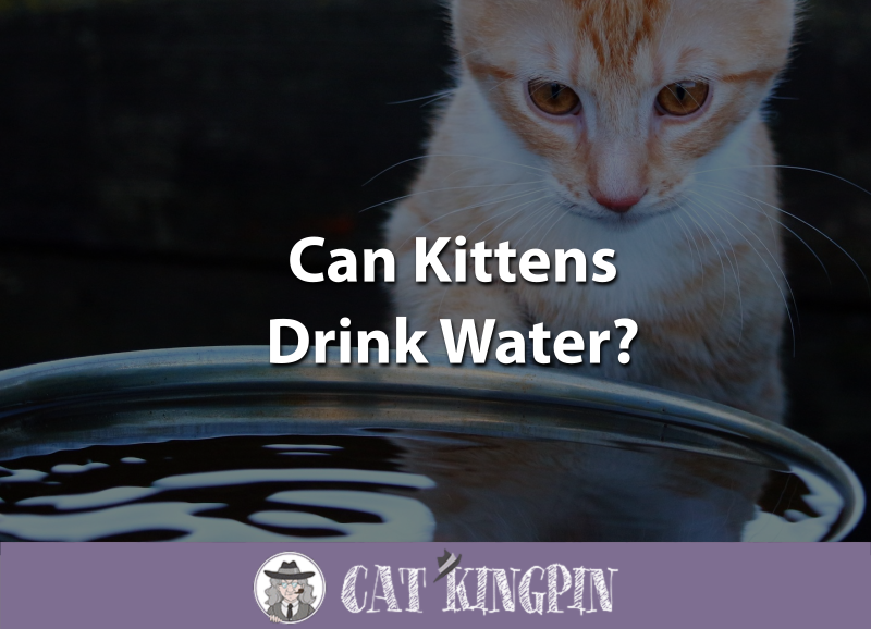 Can Kittens Drink Water