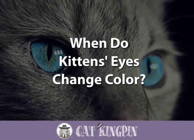 When Do Kittens Eyes Change Color?