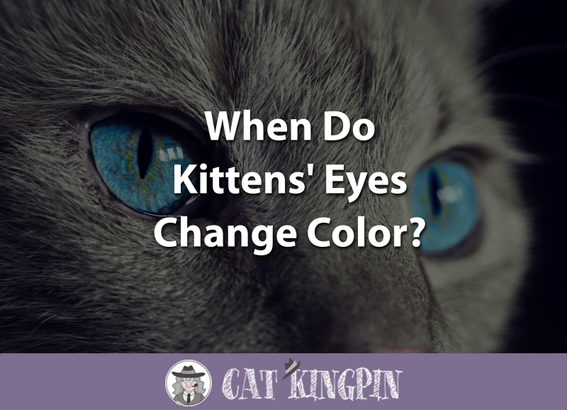When Do Kittens Eyes Change Color