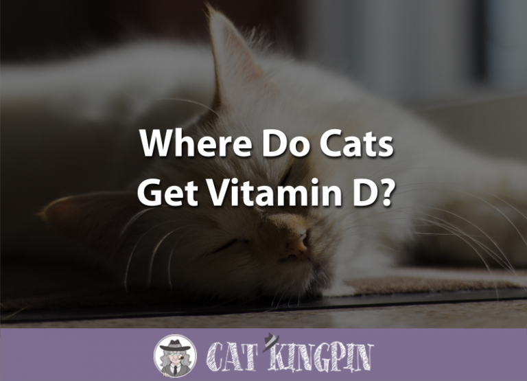 Where Do Cats Get Vitamin D?