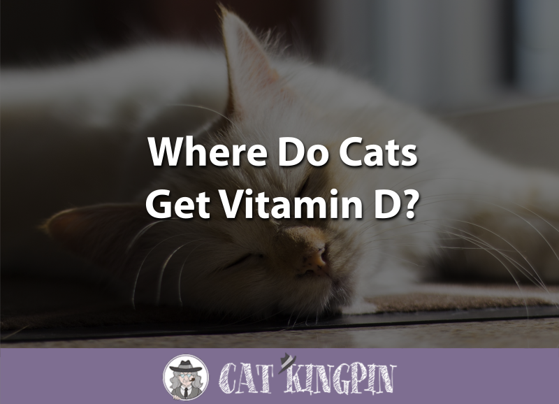 Where Do Cats Get Vitamin D