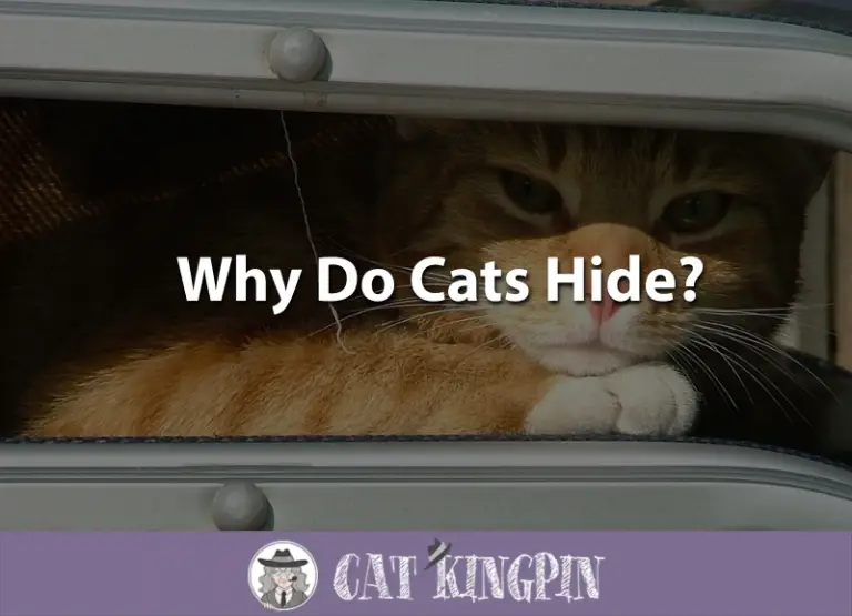 Why Do Cats Hide?