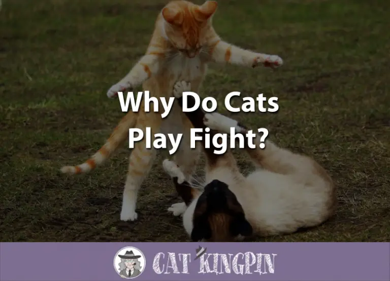 Why Do Cats Play Fight