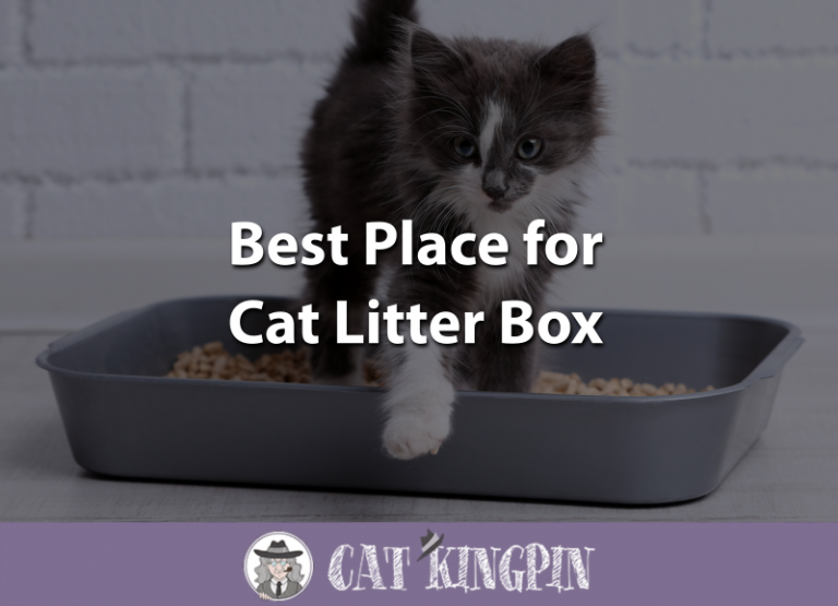Best Place for Cat Litter Box