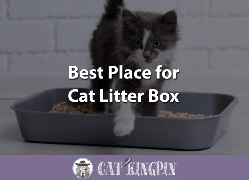 Best Place for Cat Litter Box Cat Kingpin