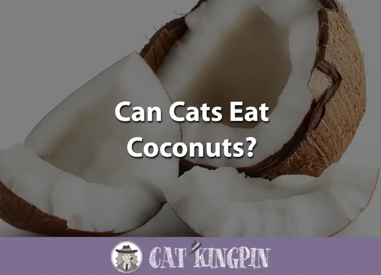 Can Cats Eat Coconuts?