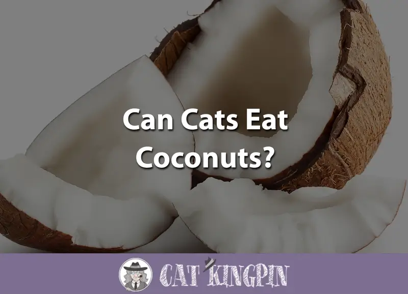 Can Cats Eat Coconuts