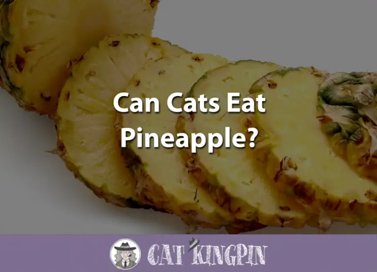 Can Cats Eat Pineapple?