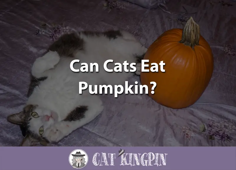Can Cats Eat Pumpkin