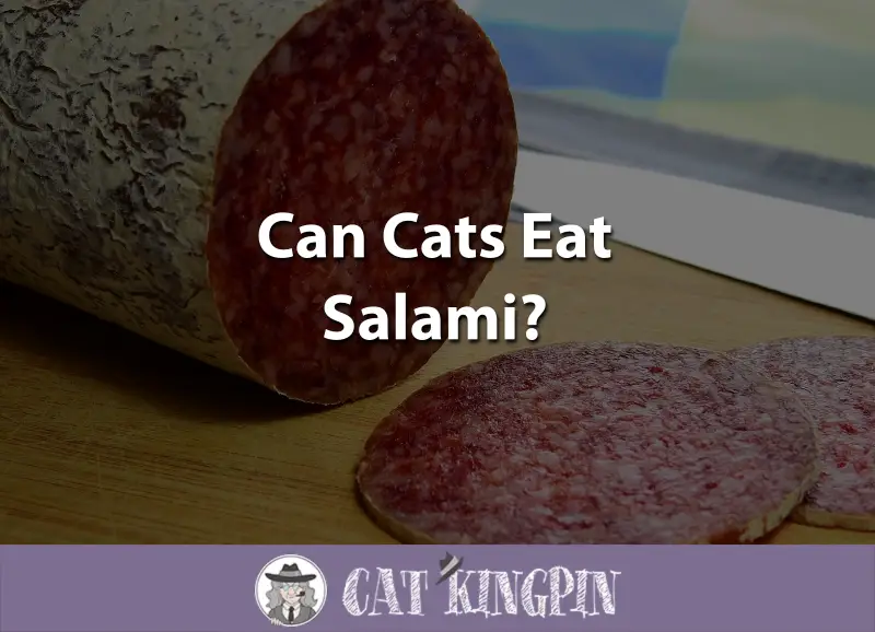 Can Cats Eat Salami