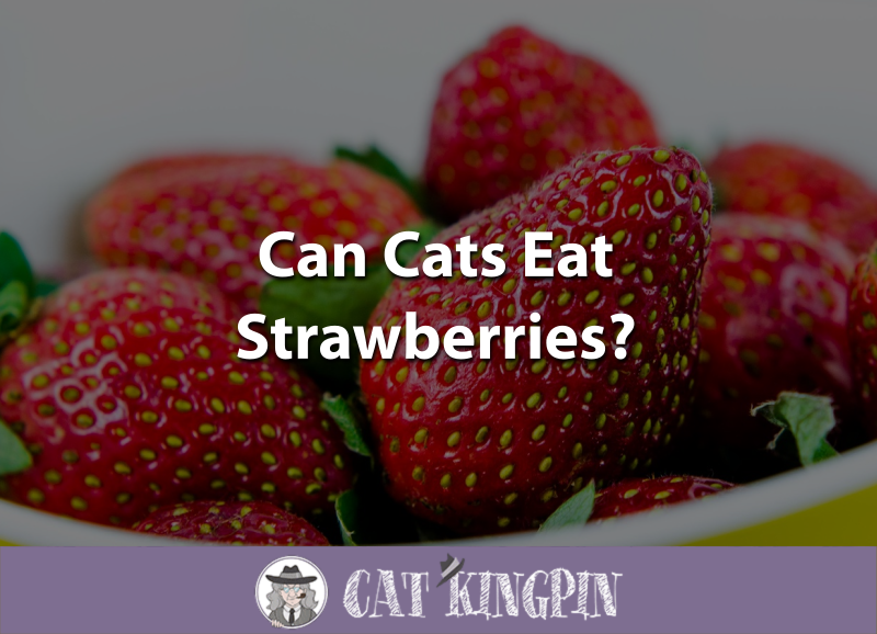 Can Cats Eat Strawberries.