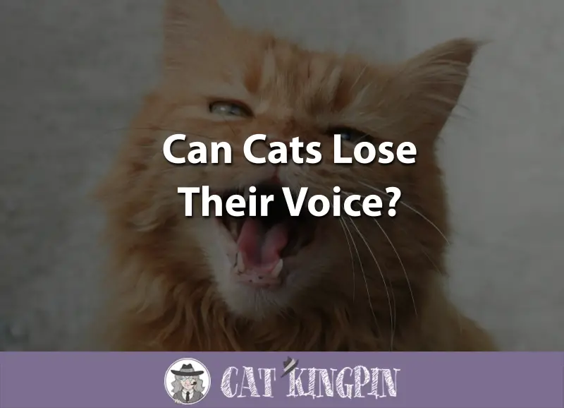 Can Cats Lose Their Voice