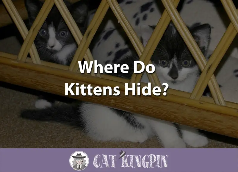 Where Do Kittens Hide