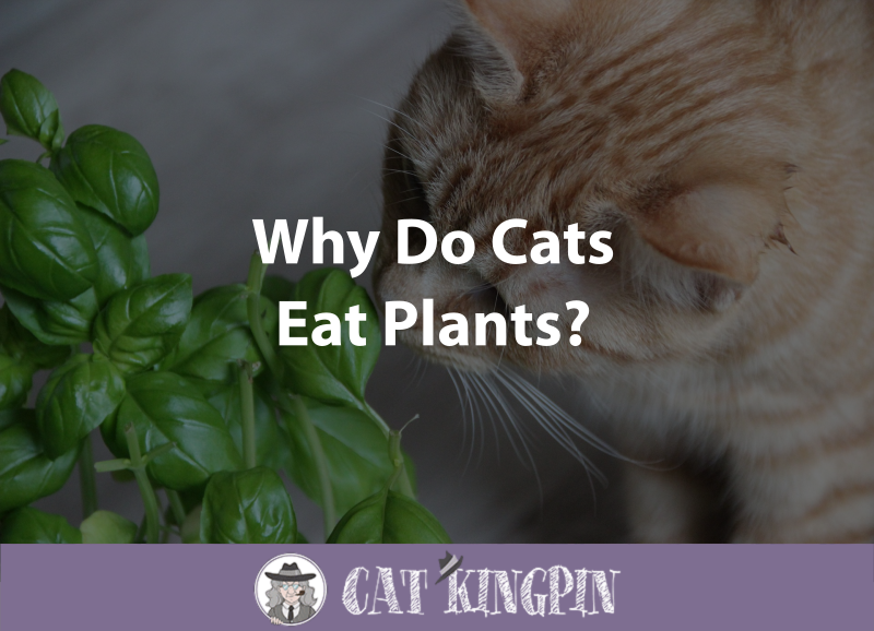 Why Do Cats Eat Plants