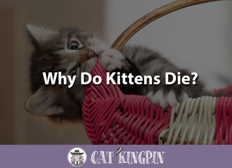 Why Do Kittens Die?