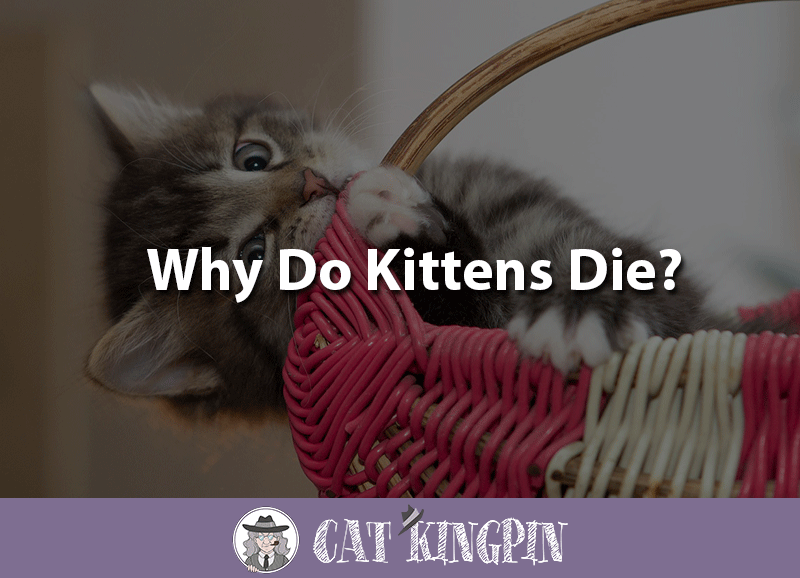 Why do kittens die