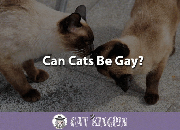 Can Cats Be Gay?