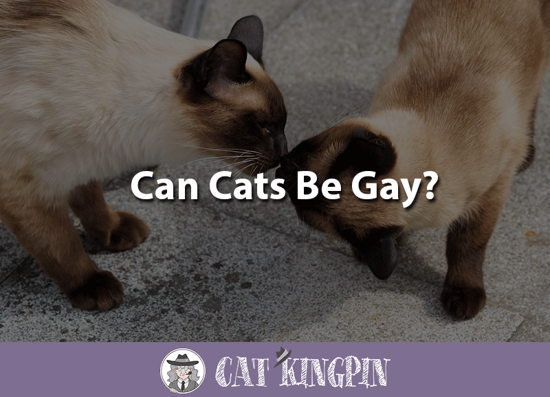 can cats be gay