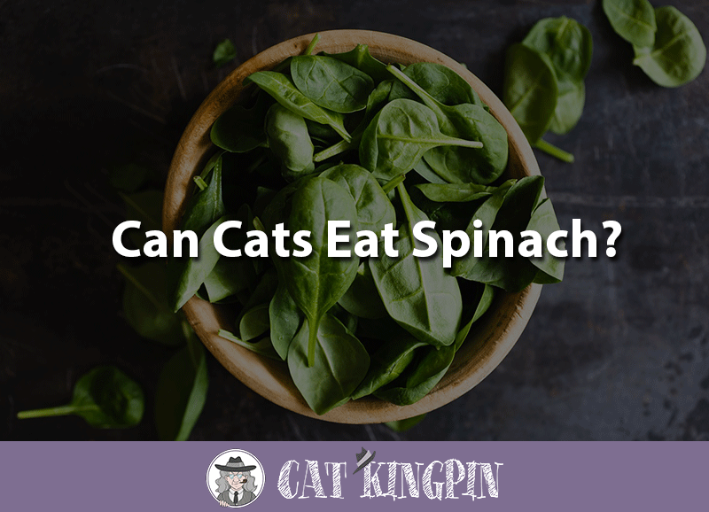 Can cats eat spinach