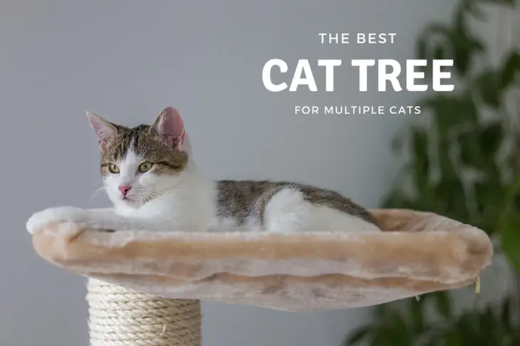 Best Cat Tree For Multiple Cats 2024 - Buyer's Guide & Reviews