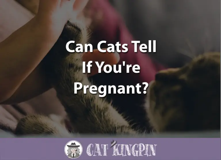 Can Cats Tell If You’re Pregnant?