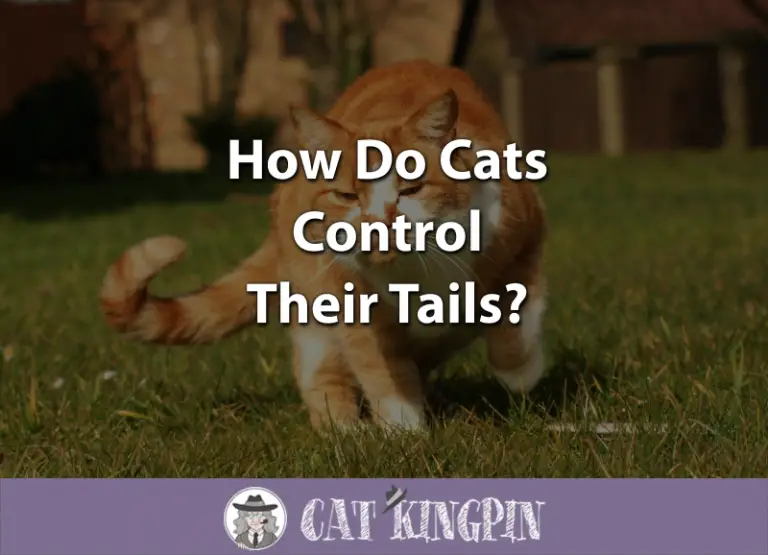 How Do Cats Control Their Tails?