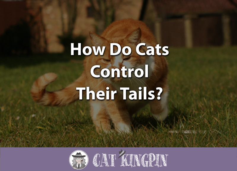 how do cats control their tails