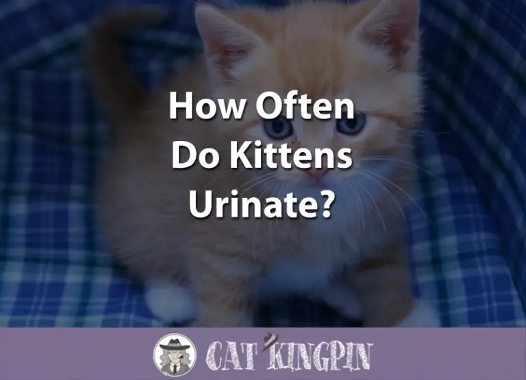 How Often Do Kittens Urinate?