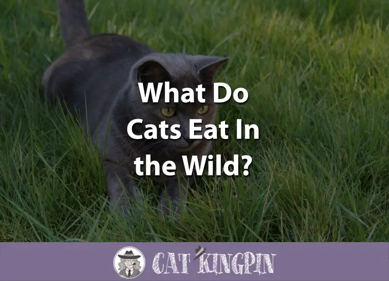 What Do Cats Eat In the Wild