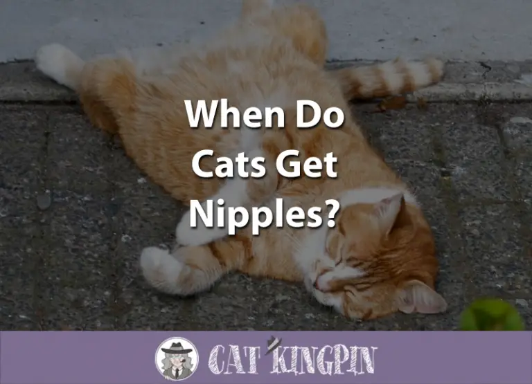 When Do Cats Get Nipples?