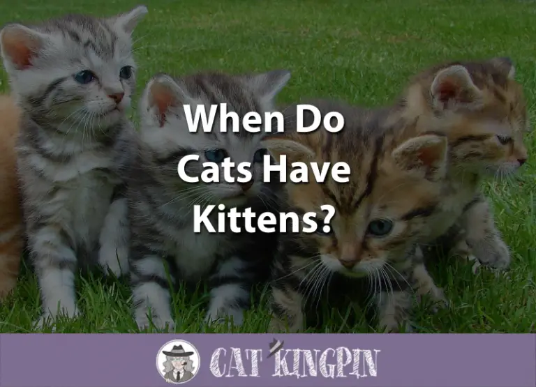 When Do Cats Have Kittens?