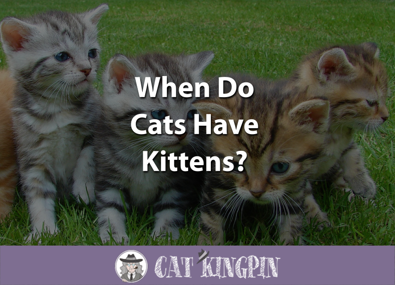 When Do Cats Have Kittens