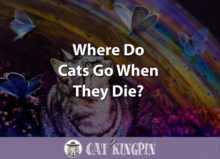 Where Do Cats Go When They Die?