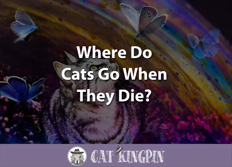 Where Do Cats Go When They Die