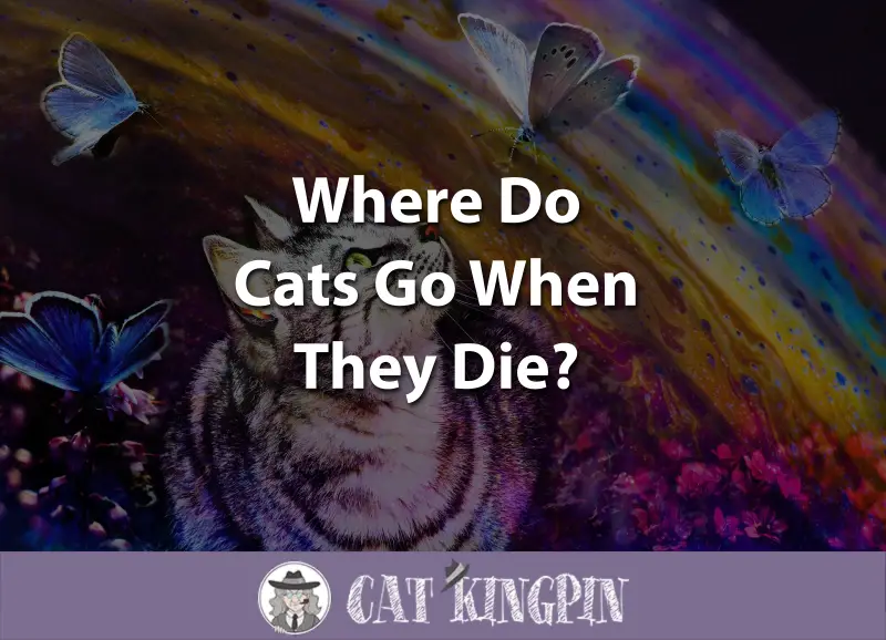 where-do-cats-go-when-they-die-where-do-pets-go-after-death-swhshish