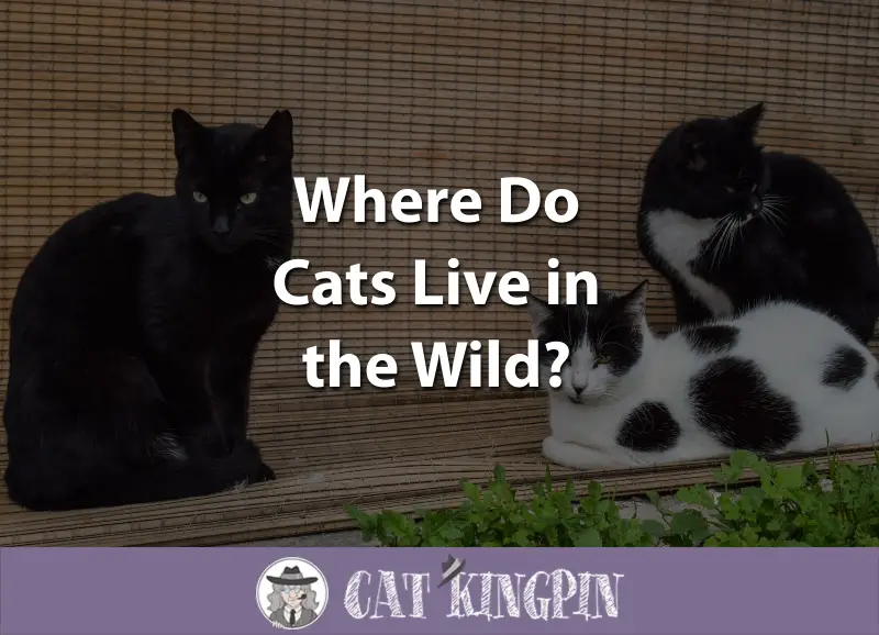 Where Do Cats Live in the Wild