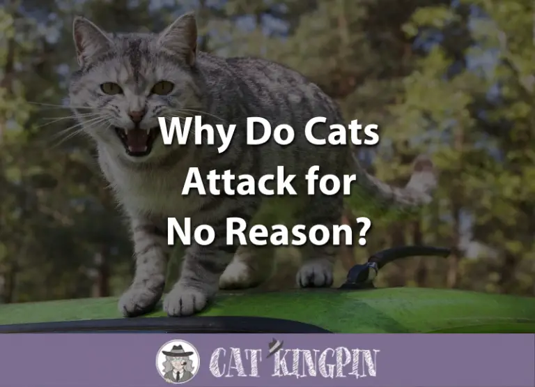 Why Do Cats Attack for No Reason?