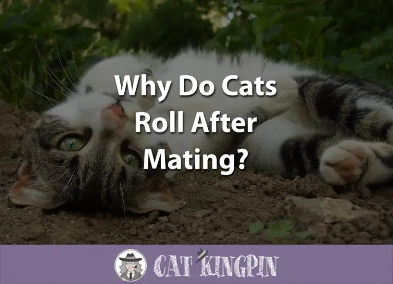 Why Do Cats Roll After Mating?