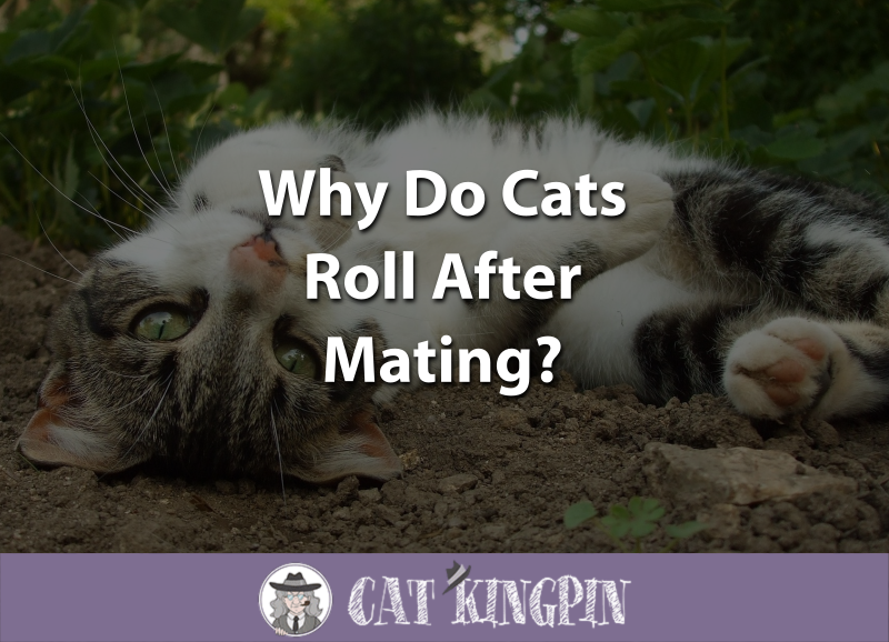 Why Do Cats Roll After Mating