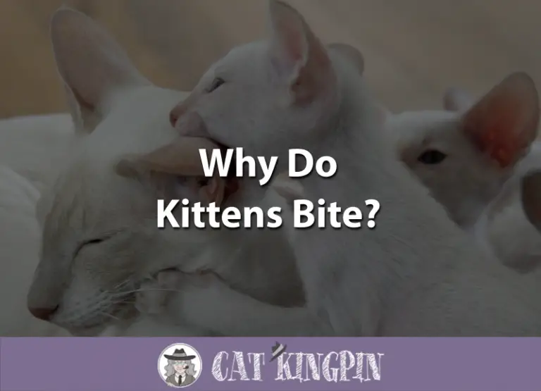 Why Do Kittens Bite?