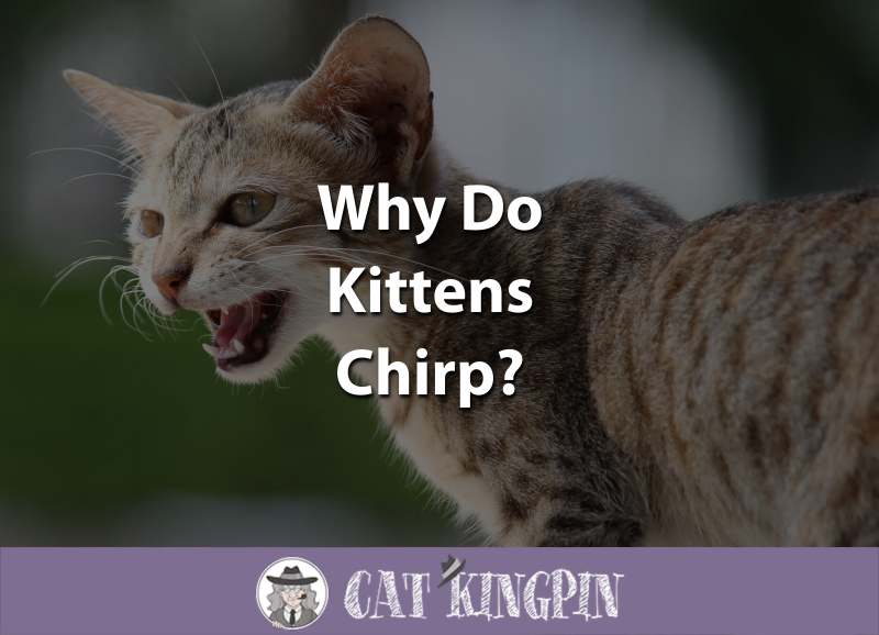 Why Do Kittens Chirp